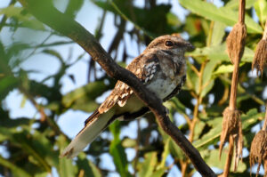 Ladder-tailed Nightjar