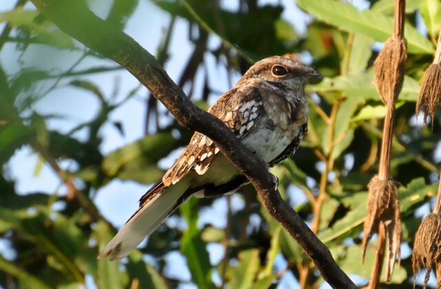 Ladder-tailed Nightjar