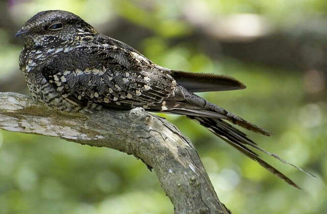 Scissor-tailed Nightjar