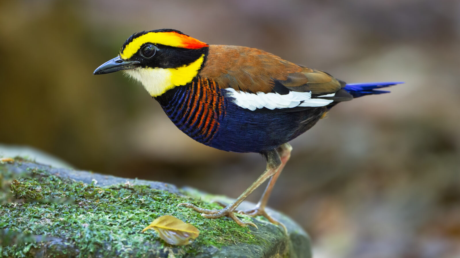 Malayan Banded Pitta