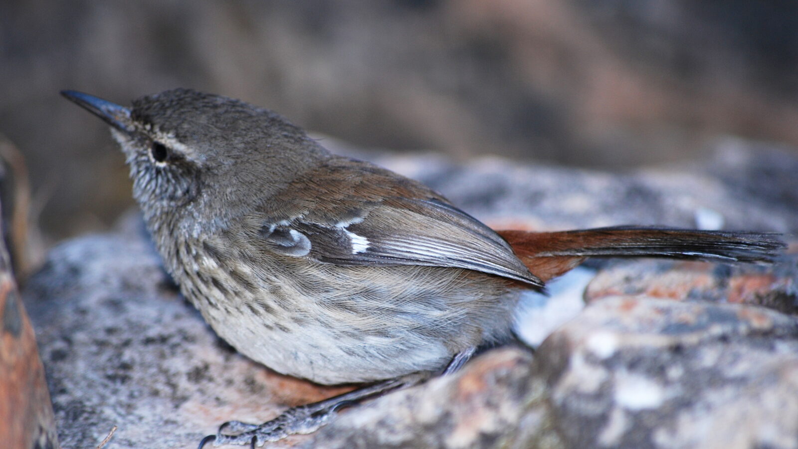 Shy Heathwren