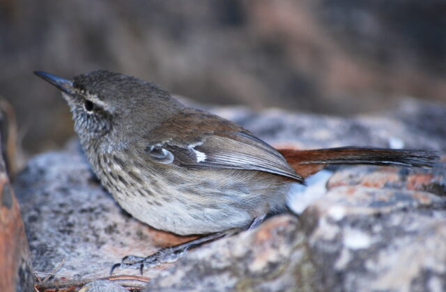 Shy Heathwren