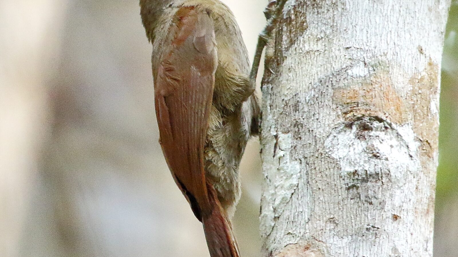Uniform Woodcreeper