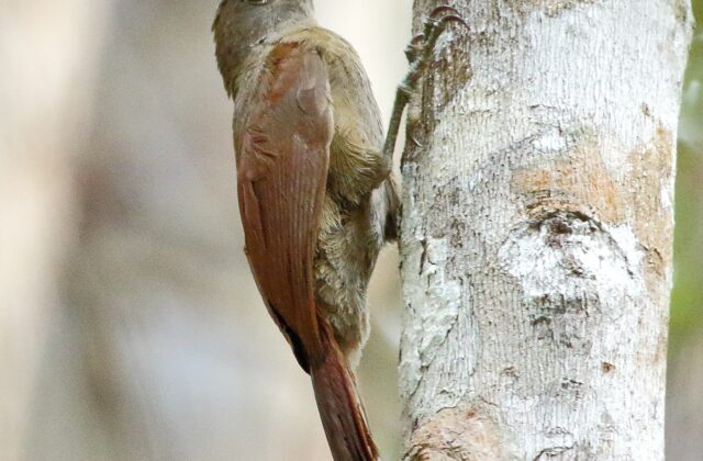 Uniform Woodcreeper