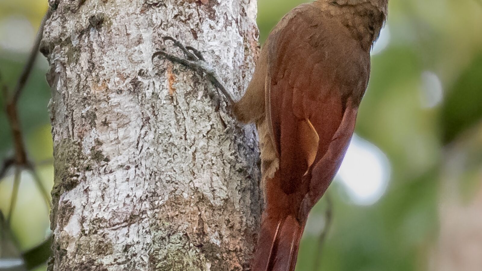 Red-billed Woodcreeper
