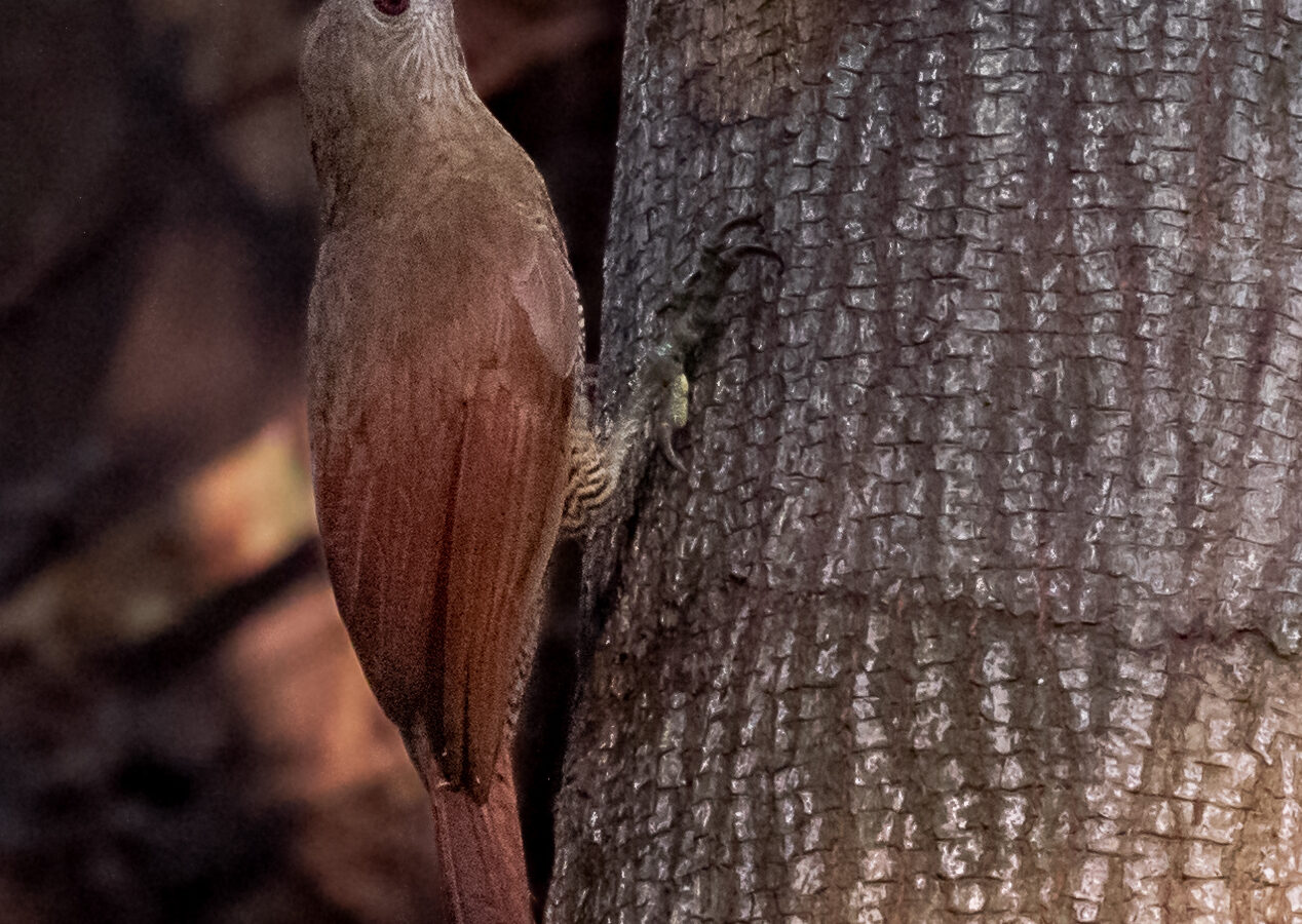 Bar-bellied Woodcreeper