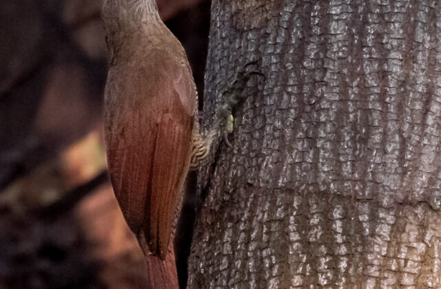 Bar-bellied Woodcreeper