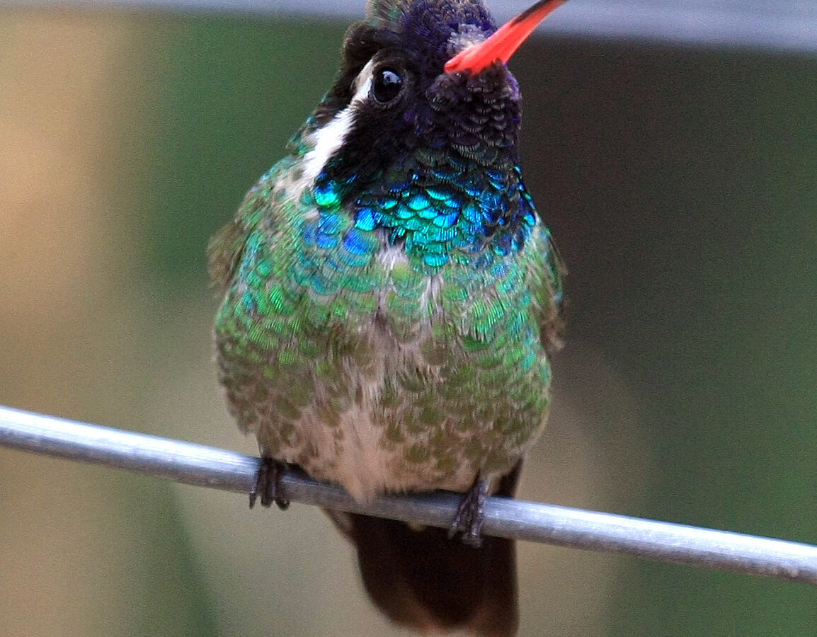 White-eared Hummingbird
