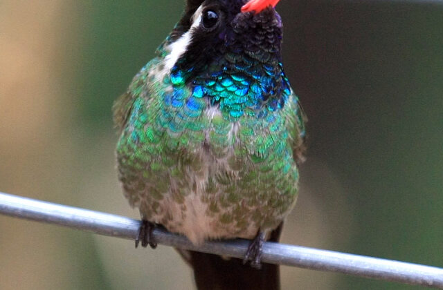 White-eared Hummingbird