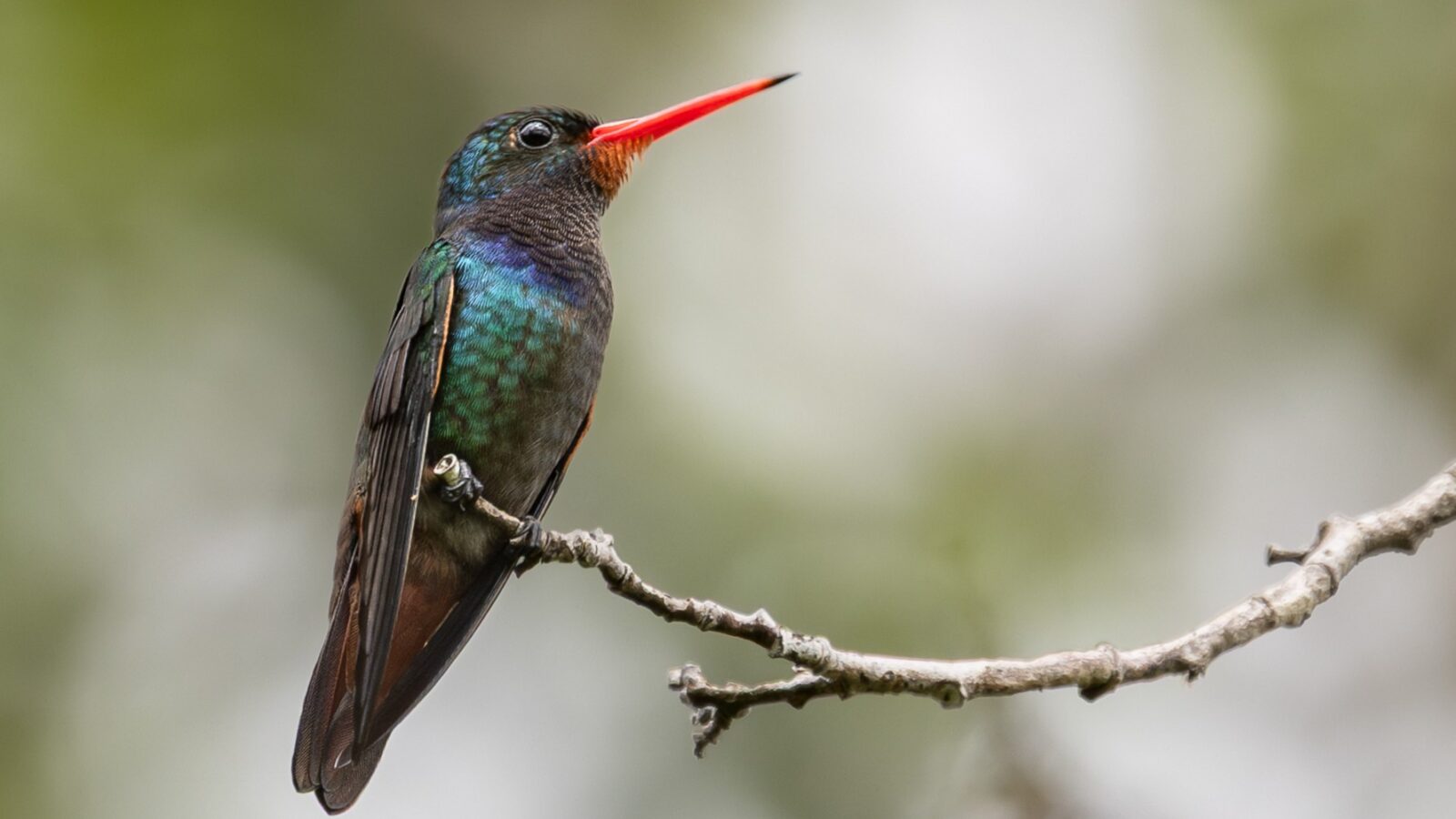 Rufous-throated Sapphire