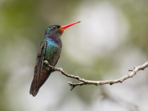 Rufous-throated Sapphire