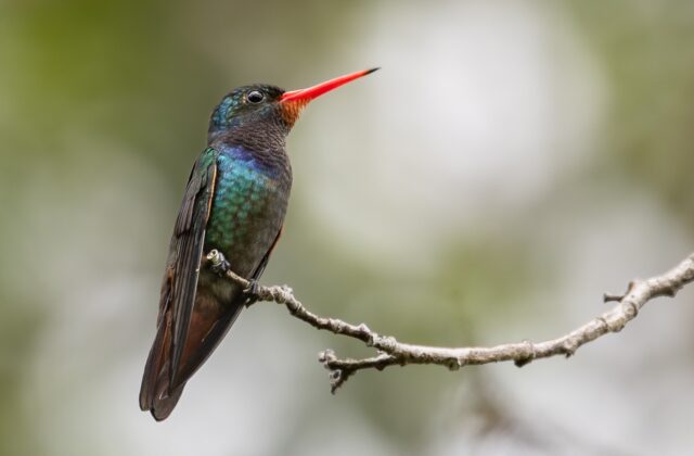 Rufous-throated Sapphire