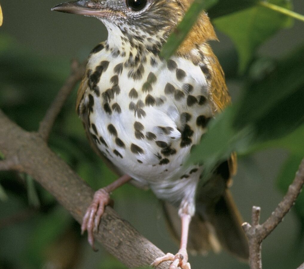 Wood Thrush