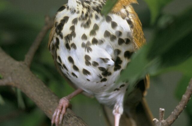 Wood Thrush
