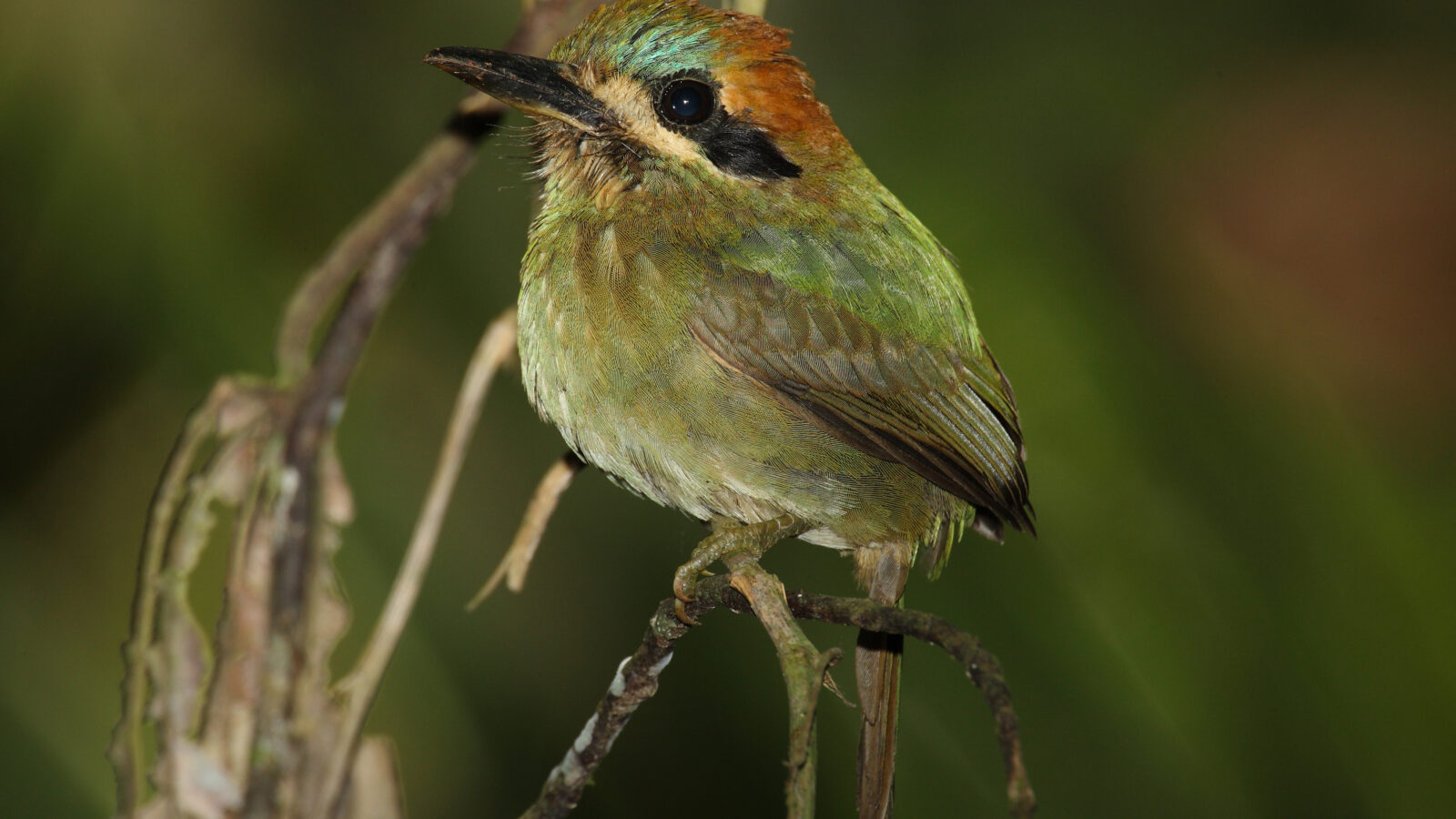 Tody Motmot