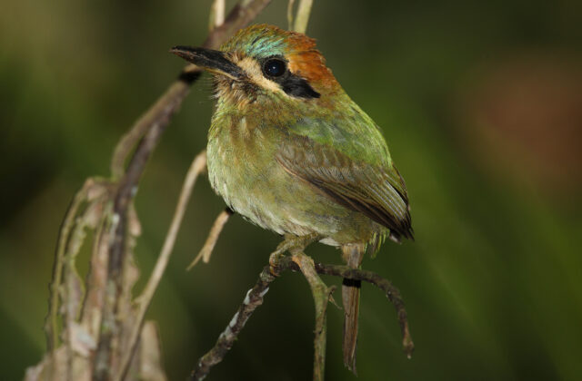 Tody Motmot