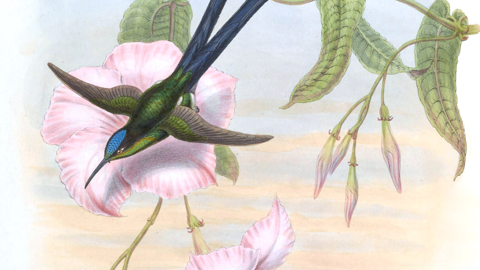 Scissor-tailed Hummingbird
