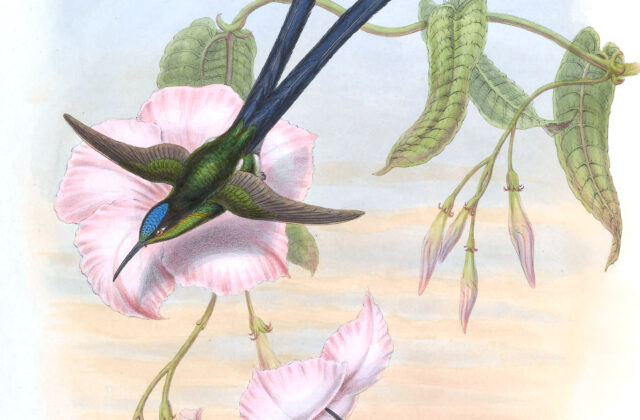 Scissor-tailed Hummingbird