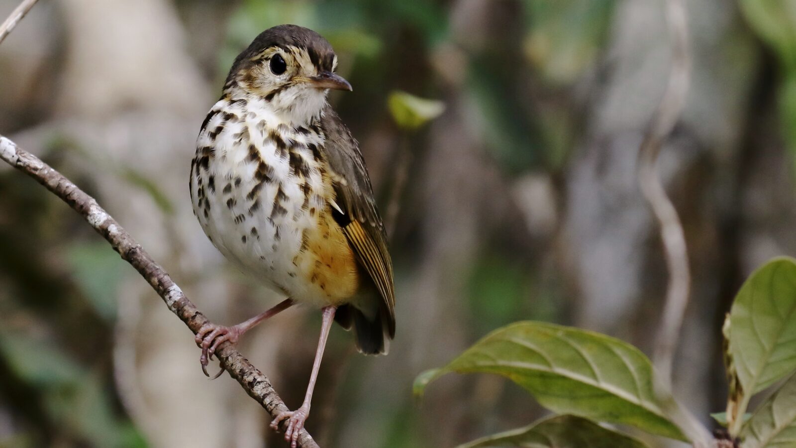 White-browed Antpitta