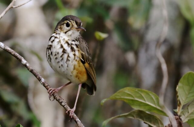 White-browed Antpitta