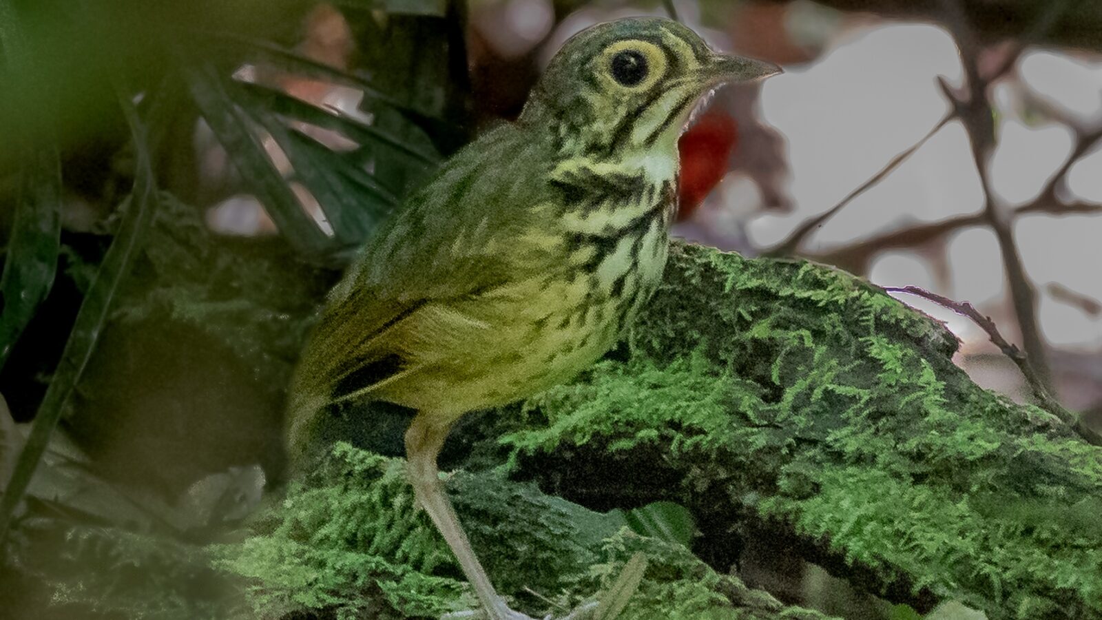 Snethlage’s Antpitta