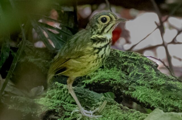 Snethlage’s Antpitta