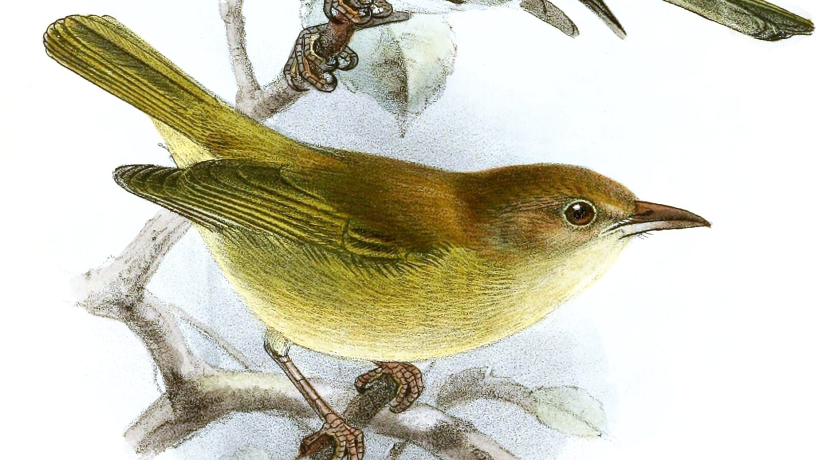 Buff-cheeked Greenlet