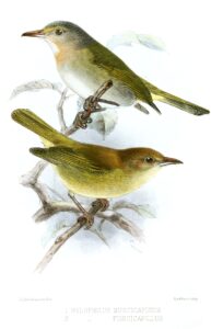 Buff-cheeked Greenlet