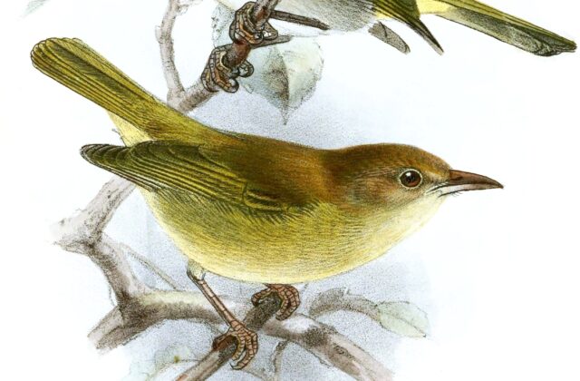 Buff-cheeked Greenlet