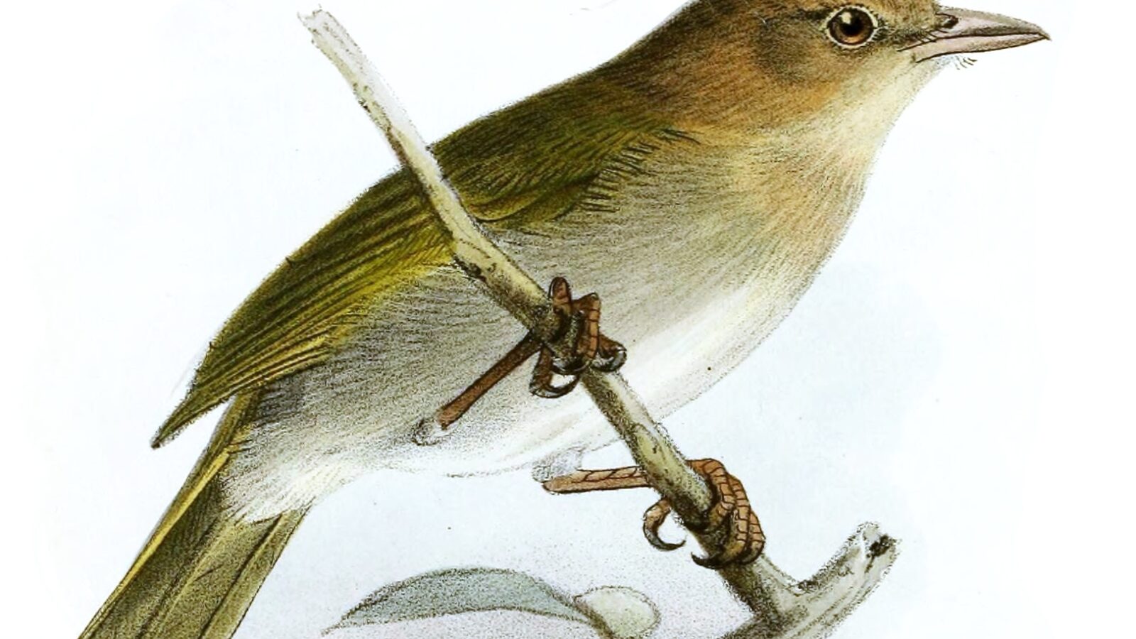 Brown-headed Greenlet