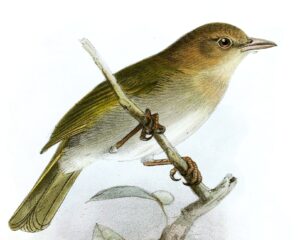 Brown-headed Greenlet