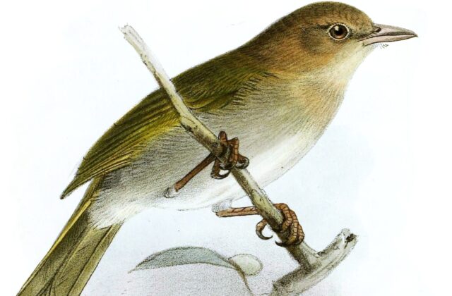 Brown-headed Greenlet