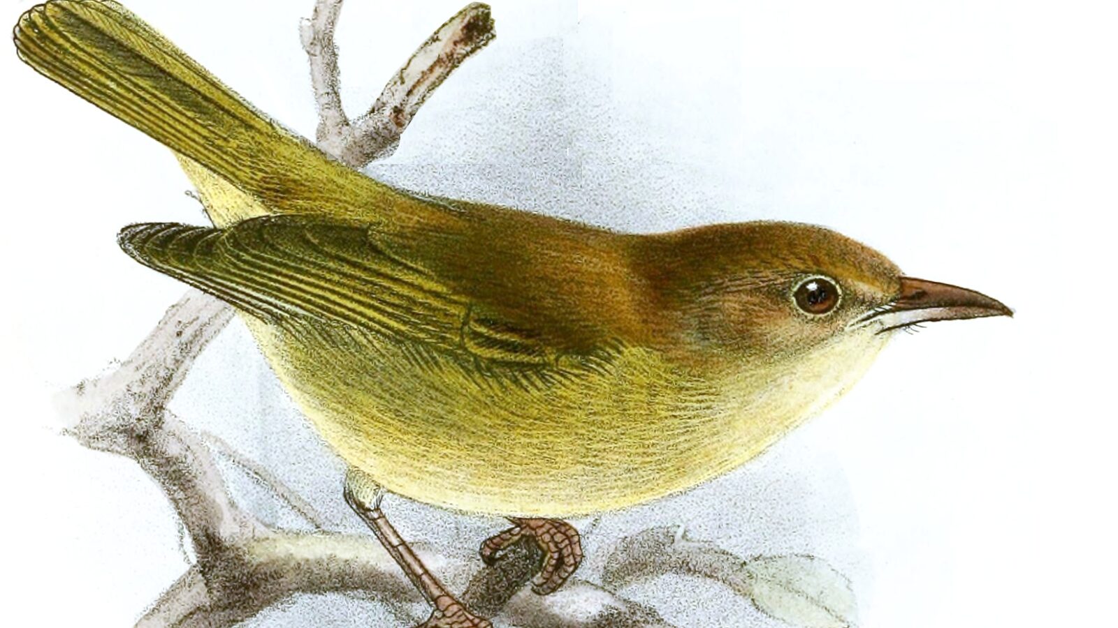 Dusky-capped Greenlet