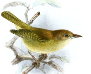 Dusky-capped Greenlet