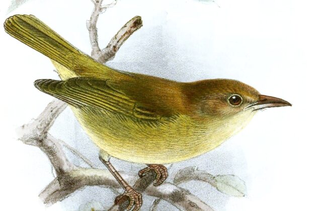 Dusky-capped Greenlet