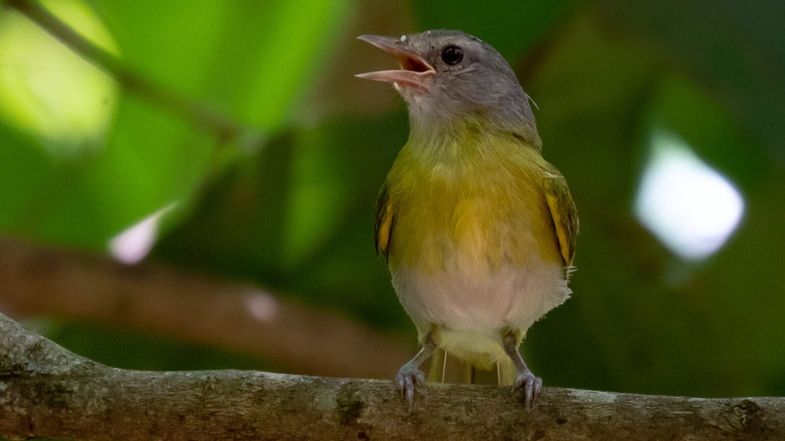 Ashy-headed Greenlet