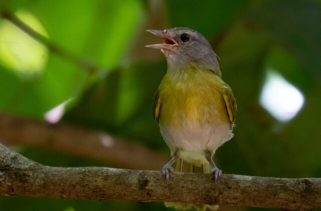 Ashy-headed Greenlet