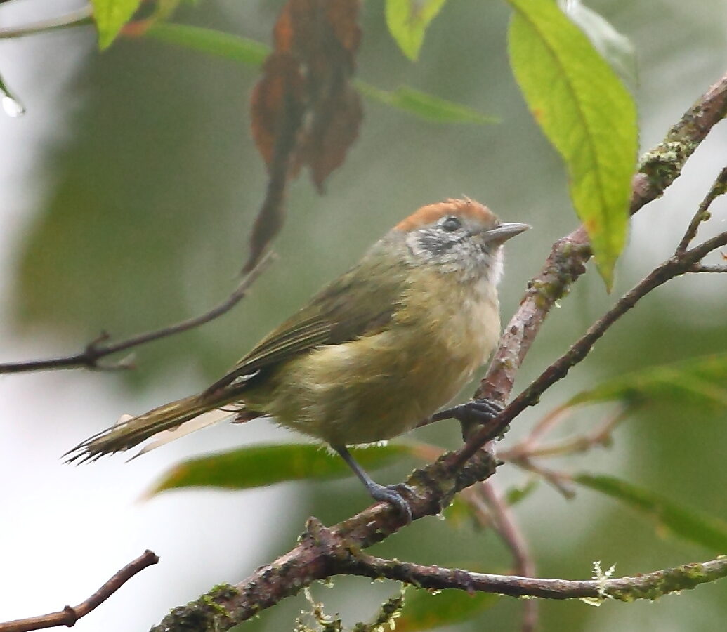 Rufous-crowned Greenlet
