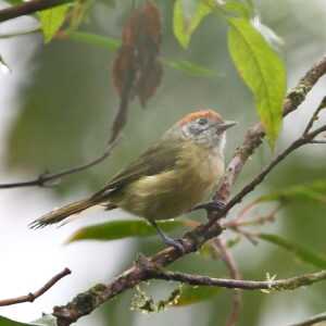 Rufous-crowned Greenlet