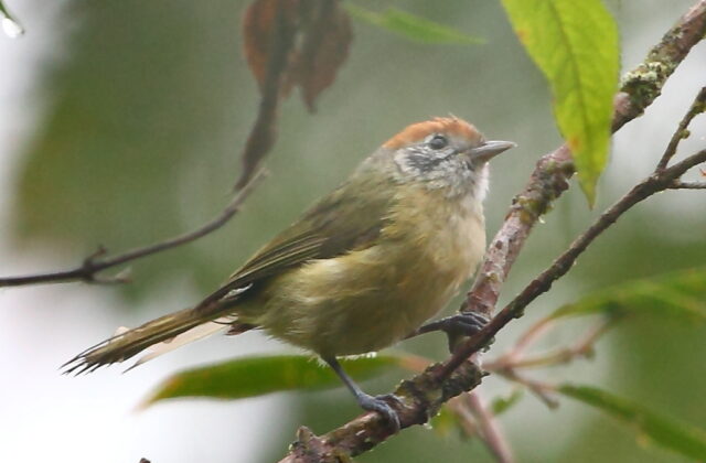 Rufous-crowned Greenlet