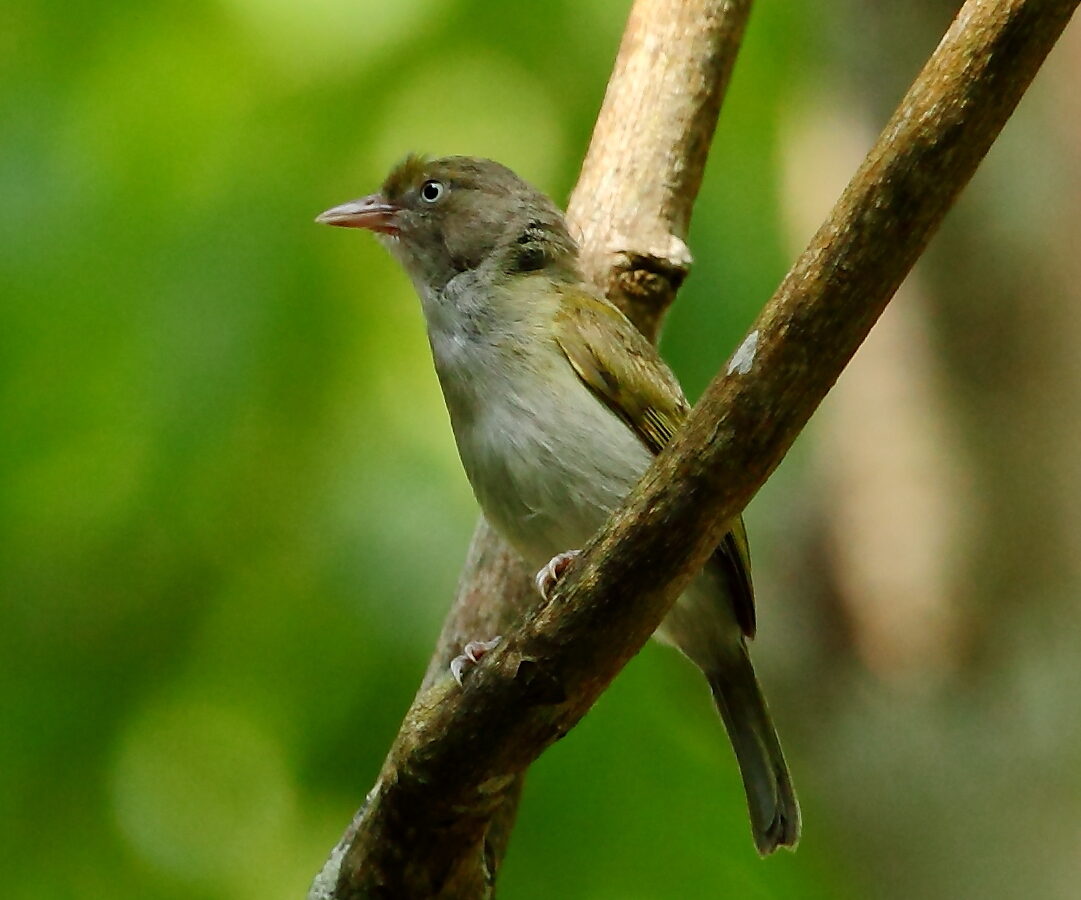 Grey-chested Greenlet