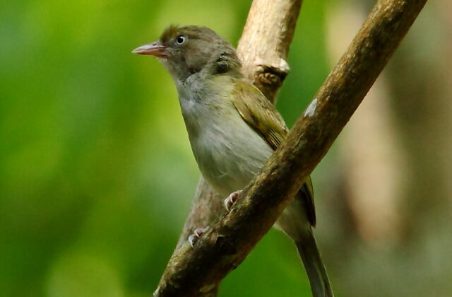 Grey-chested Greenlet