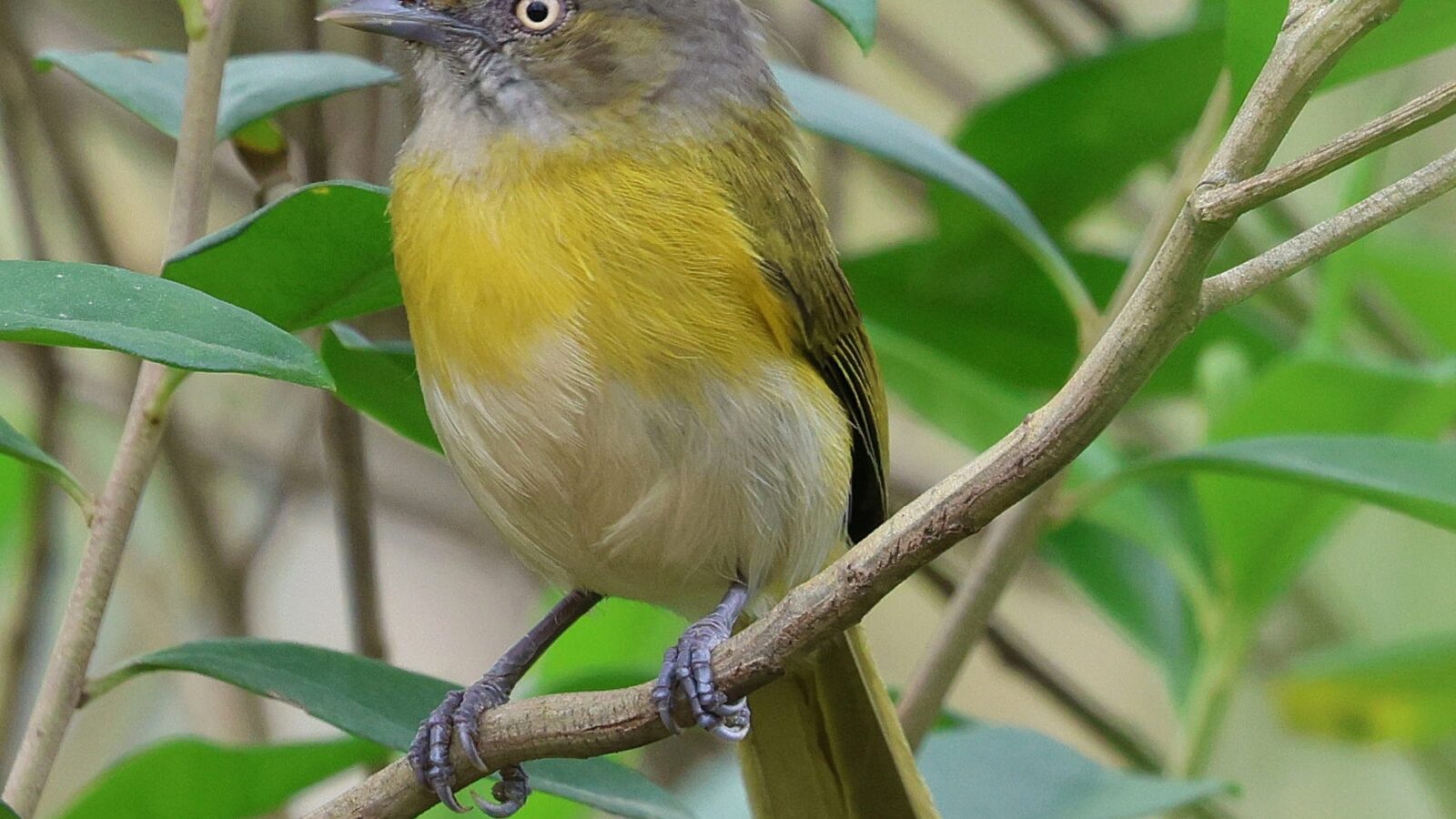 Lemon-chested Greenlet