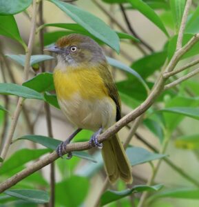 Lemon-chested Greenlet