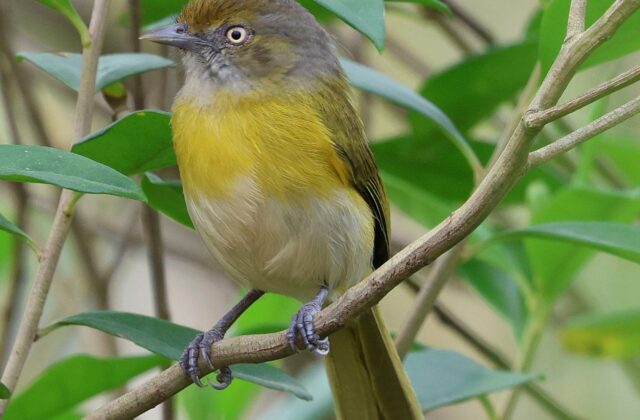 Lemon-chested Greenlet