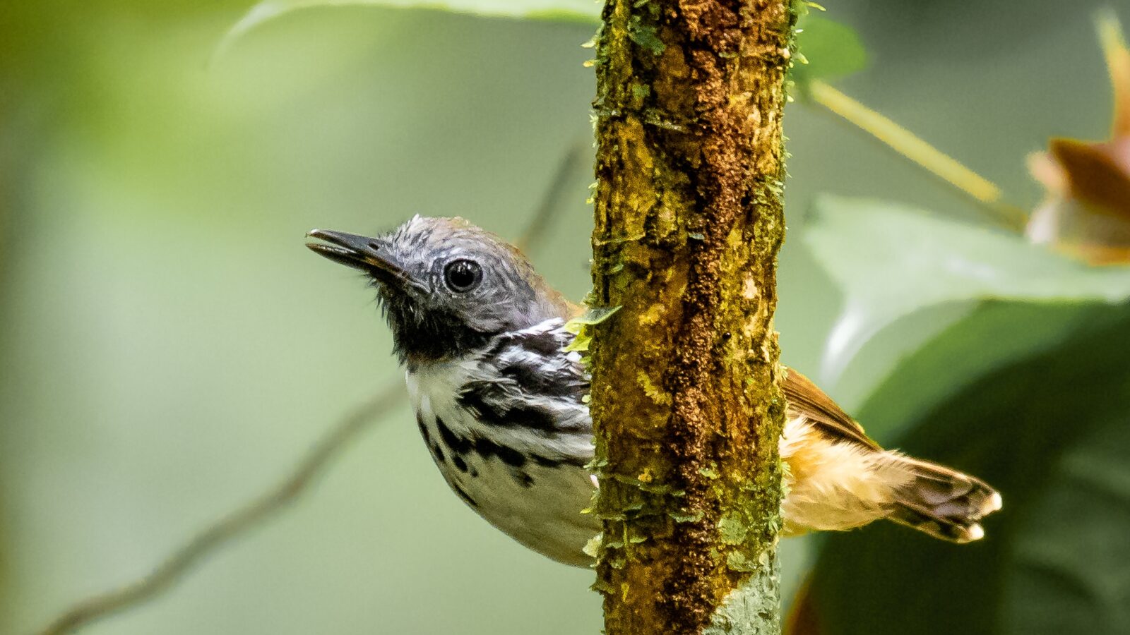 Spot-backed Antbird