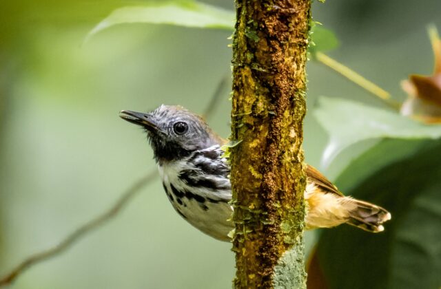 Spot-backed Antbird