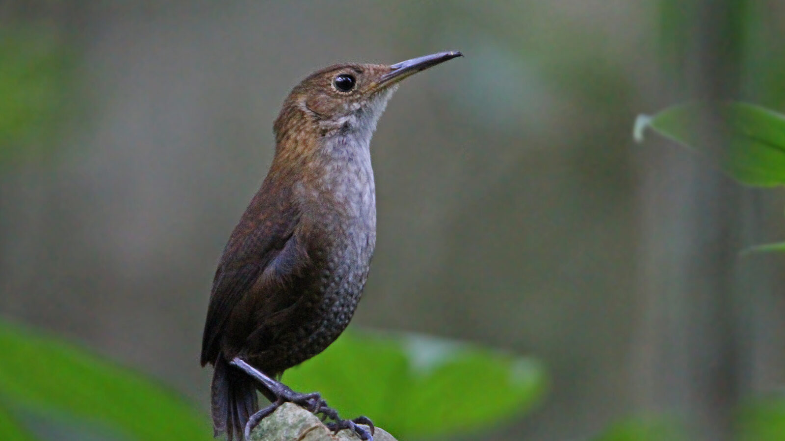 Nava’s Wren