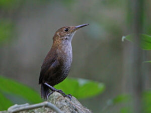 Nava’s Wren