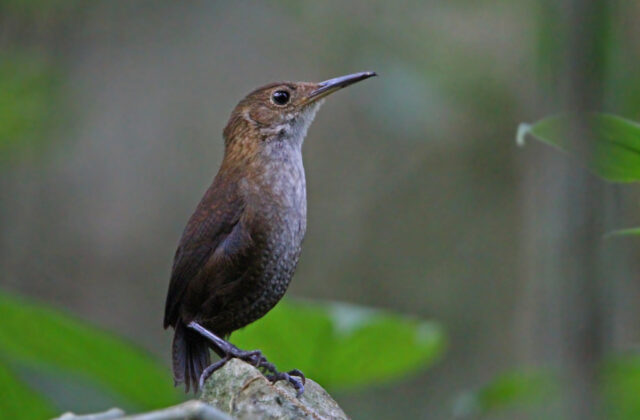 Nava’s Wren